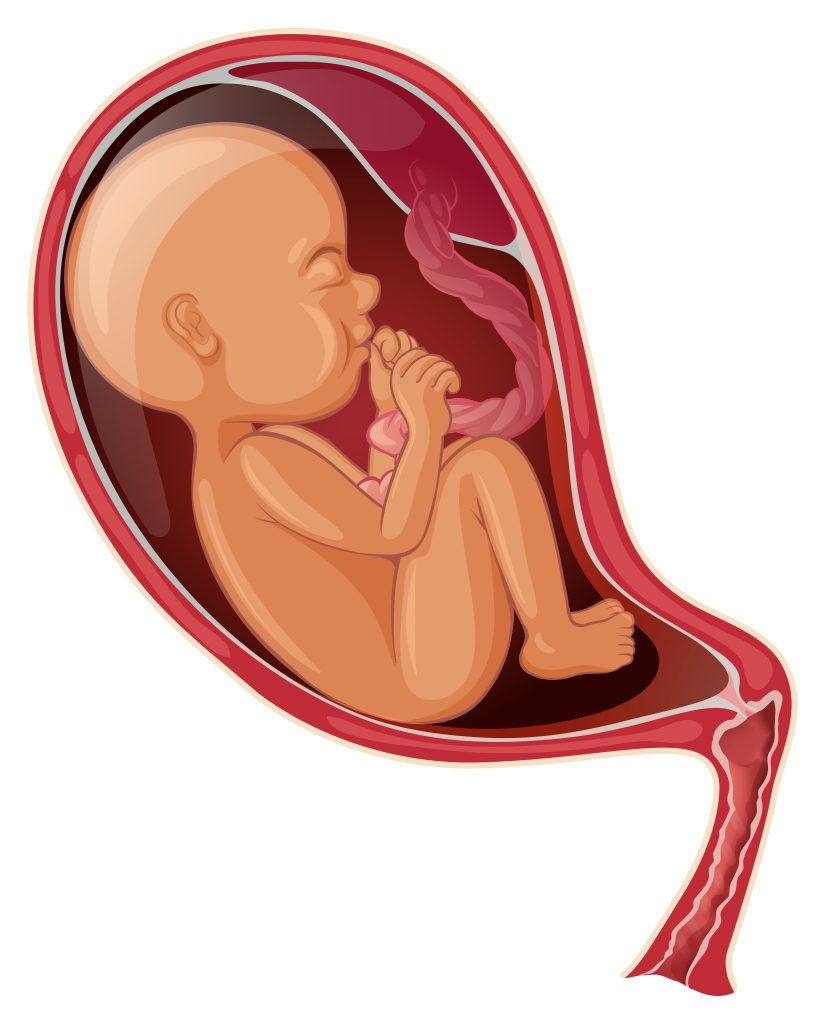 Placenta